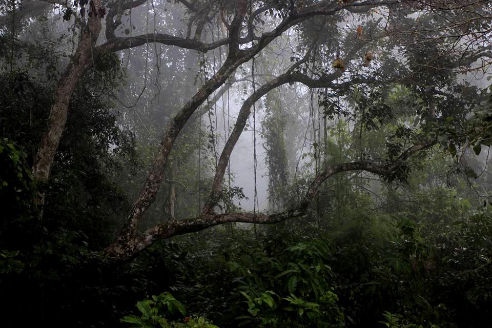 Reama Kalenga Reserve Forest
